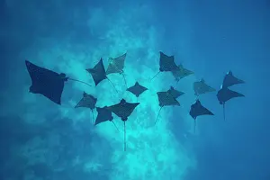 Rays Prints: Group of Spotted eagle rays (Aetobatus narinari)