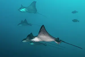 Galapagos Prints: Group of Spotted eagle rays (Aetobatus narinari) gliding in the current