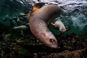Eared Seal Prints: Group of Steller sea lions (Eumeptopias jubatus) playing underwater
