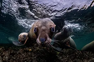 Eared Seal Prints: Group of Steller sea lions (Eumeptopias jubatus) swimming underwater