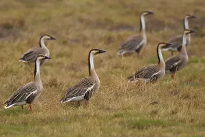 Anser Gallery: Group of Swan geese (Anser cygnoides) on grassland, Inner Mongolia, China
