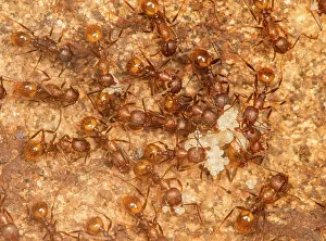 Busy Prints: Group of Tawny-collared ant (Aphaenogaster fulva) workers caring for eggs