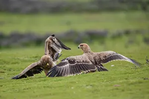 Aquila Prints: Group of Tawny eagles (Aquila rapax) squabbling over food