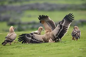 Aquila Prints: Group of Tawny eagles (Aquila rapax) squabbling over food