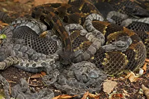 Rattlesnake Prints: Group of Timber rattlesnakes (Crotalus horridus) gravid females with newborn young