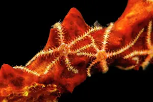 Echinoderm Prints: Group of tiny Six-armed brittle stars (Ophiothela danae) clinging onto a stalk of sponge