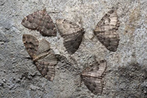 2019 July Highlights Collection: Group of Tissue moths (Triphosa dubitata) hibernating in a limestone cave