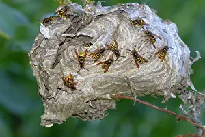 Italy Prints: Group of Tree wasps (Vespula sylvestris) building their nest in a garden