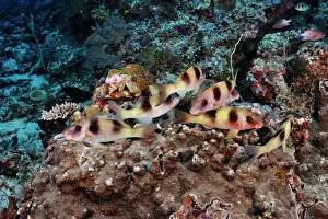 Group of Two-barred goatfish (Parupeneus bifasciatus) on coral reef, Tubbataha Reefs Natural Park, Palawan, Philippines, Sulu Sea