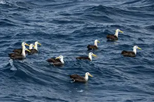 Tubinare Prints: Group of Waved albatrosses (Phoebastria irrorata) on water
