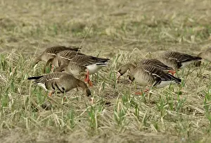 Sedge Plants Prints: Group of White fronted geese (Anser albifrons) feeding on new growth sedges
