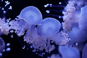 Scyphozoa Prints: Group of White-spotted jellyfish (Phyllorhiza punctata) portrait
