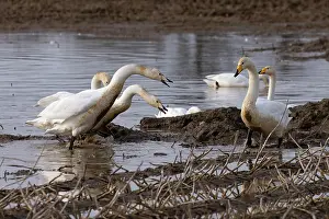 True Swan Prints: Group of Whooper swans (Cygnus cygnus) and Bewick's swans (Cygnus columbianus) displaying aggression