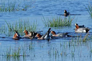 Somerset Prints: Group of Wigeon (Anas penelope) drakes pursuing a female on flooded marshland during a courtship chase
