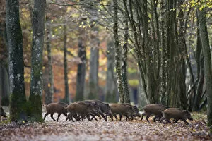 Images Dated 26th October 2010: Group of Wild Boar (Sus Scrofa) trotting through forest of Rambouillet, near Paris, France