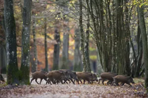 Groups Prints: Group of Wild Boar (Sus Scrofa) trotting through forest of Rambouillet, near Paris, France
