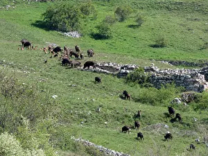 Grazing Prints: Group of Wild boars (Sus scrofa) adults and piglets