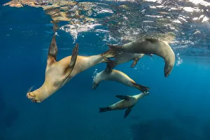 Sea Life Prints: Group of young California sea lions (Zalophus californianus