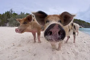 Juvenile Prints: A group of young domestic pigs (Sus domestica) on the beach in the Bahamas