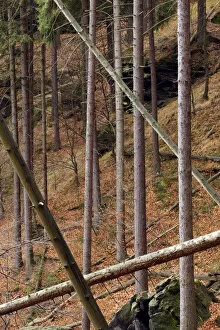 Growing and fallen trees in wood on Stribrne Steny (459m) Hrensko, Ceske Svycarsko
