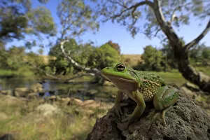 Growling grass frog (Litoria raniformis) basking on rock beside Merri Creek