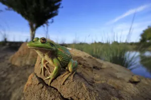 Growling grass frog (Litoria raniformis) basking on a stone at the edge of a rural dam