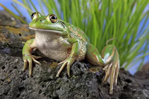 Growling grass frog (Litoria raniformis) female from a farm dam at Donnybrook, Victoria