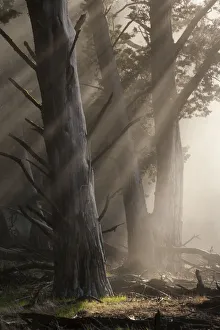 Guadalupe cypress trees (Cupressus guadalupensis) surrounded by fog