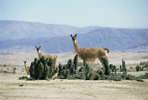 Chile Prints: Guanaco {Lama guanicoe} on the Atacama Desert, Chile, c 2004