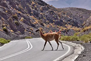 Chile Prints: Guanaco (Lama guanicoe cacsilensis) crossing road through rocky desert landscape
