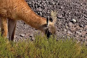 Chile Prints: Guanaco (Lama guanicoe cacsilensis) grazing, Atacama desert, Chile