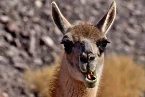 Chile Prints: Guanaco (Lama guanicoe cacsilensis) head portrait,
Atacama desert, Chile