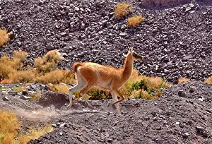 Chile Prints: Guanaco (Lama guanicoe cacsilensis) running over rocky desert landscape