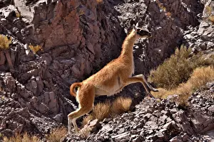 Chile Prints: Guanaco (Lama guanicoe cacsilensis) running up rocky hillside, Atacama desert, Chile