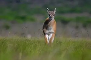 La Pampa Prints: Guanaco (Lama guanicoe) calf standing in pampas grassland