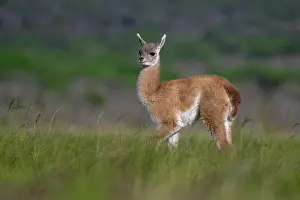La Pampa Prints: Guanaco (Lama guanicoe) calf, walking through pampas grassland
