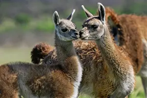 La Pampa Prints: Two Guanaco (Lama guanicoe) calves