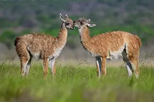 La Pampa Prints: Two Guanaco (Lama guanicoe) calves displaying nose to nose social behavior