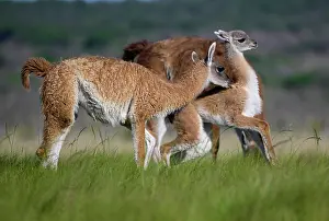La Pampa Prints: Two Guanaco (Lama guanicoe) calves playing in pampas grassland