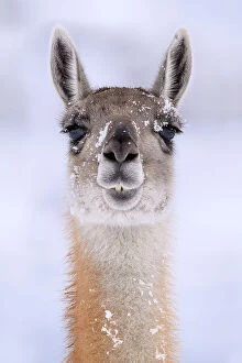 Even Toed Ungulates Gallery: Guanaco (Lama guanicoe) dusted in snow, head portrait, Torres del Paine National Park, Patagonia