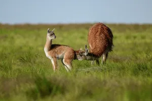 La Pampa Prints: Guanaco (Lama guanicoe) female