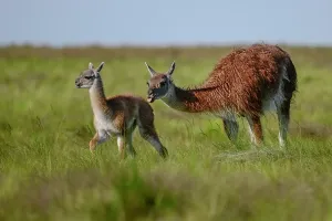 La Pampa Prints: Guanaco (Lama guanicoe) female