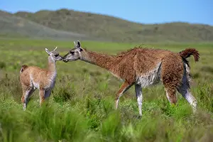 La Pampa Prints: Guanaco (Lama guanicoe) female and calf