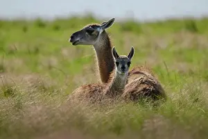 La Pampa Prints: Guanaco (Lama guanicoe) female and calf resting in pampas grassland