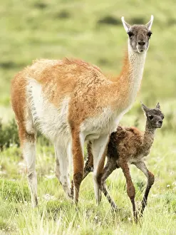 Chile Prints: Guanaco (Lama guanicoe) female and newborn infant in grassland