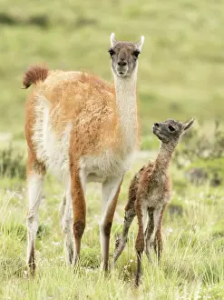 Chile Prints: Guanaco (Lama guanicoe) female and newborn infant in grassland