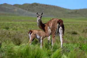 La Pampa Prints: Guanaco (Lama guanicoe) female suckling her calf, La Pampa Province, Patagonia, Argentina