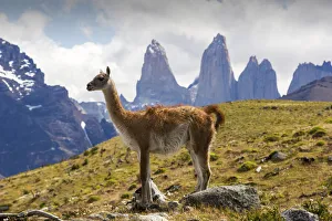 Summit Prints: Guanaco (Lama guanicoe) in grassland with Torres del Paine rock towers in background