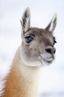 Chile Prints: Guanaco (Lama guanicoe) head portrait, Torres del Paine National Park, Patagonia, Chile
