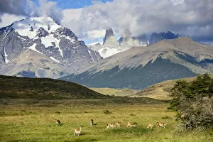 Andes Gallery: Guanaco (Lama guanicoe) herd below Torres del Paine, Torres del Paine National Park